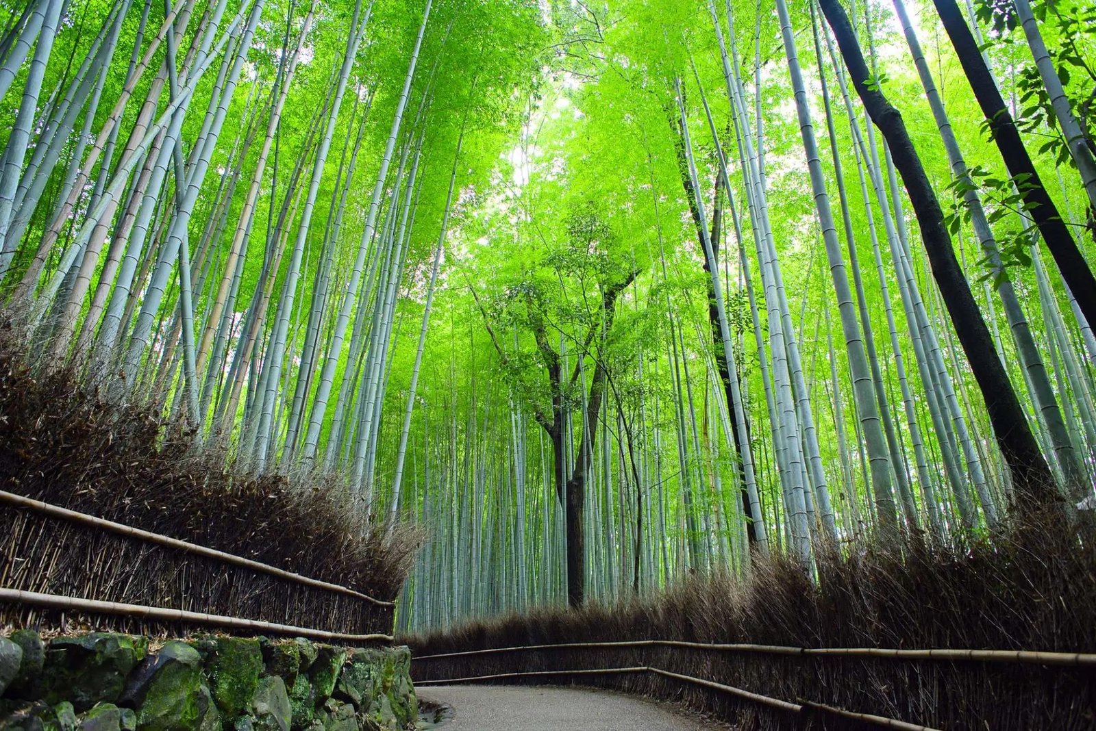 Osaka (Osaka city + Kyoto + Nara + Kobe + surrounding Osaka areas, etc.) one-day trip